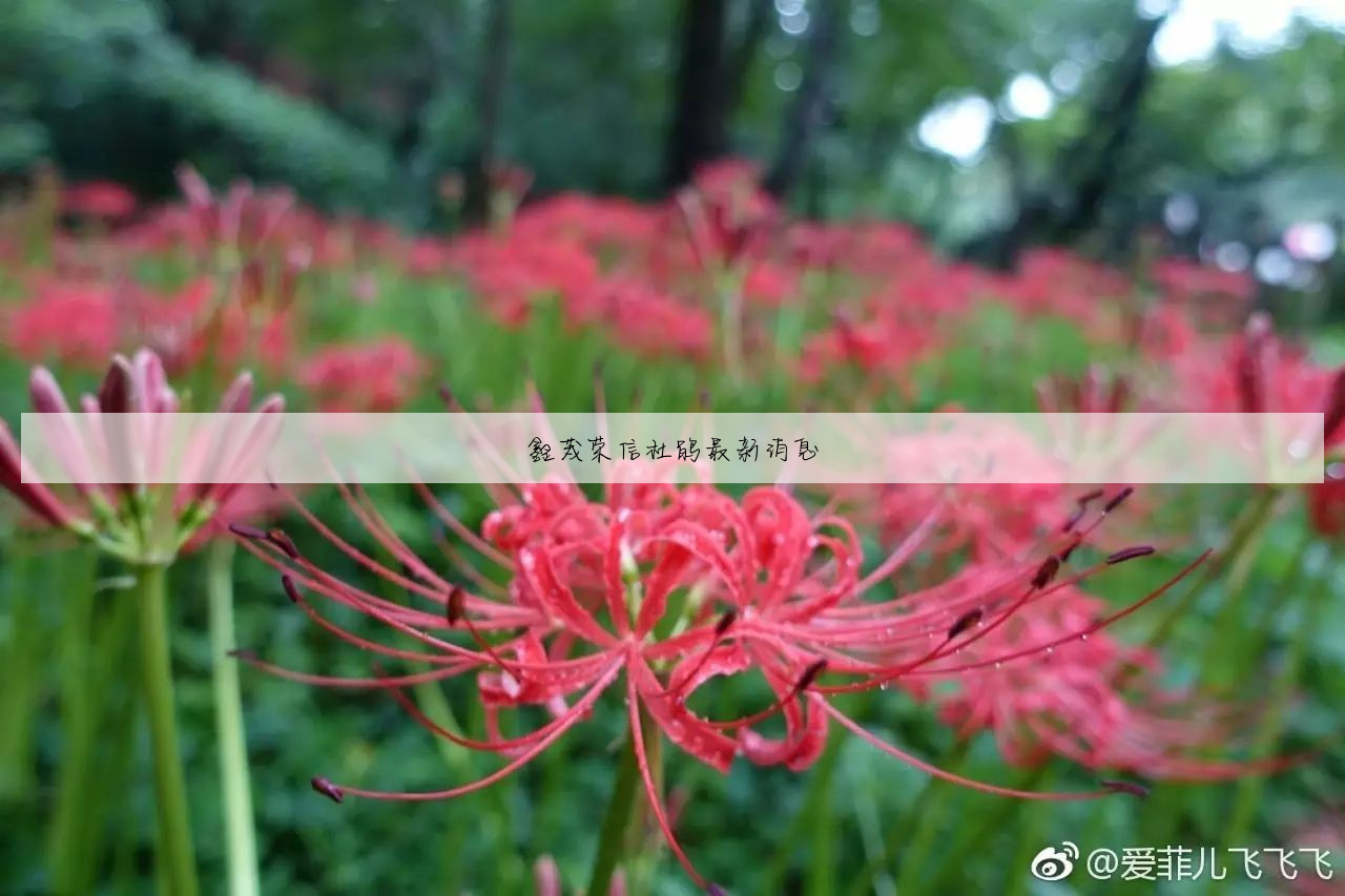 鑫茂科技