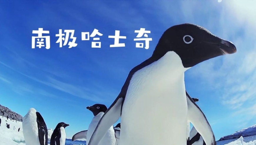 南极哈士奇-阿德利企鹅