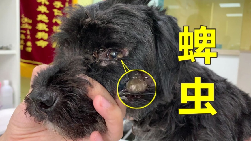 狗狗身上叮了黑色"吸血虫,拔都拔不下来:论驱虫的重要性