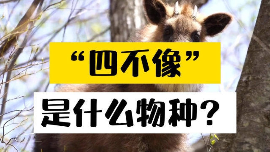 小驴传奇，一部短剧的奇幻之旅