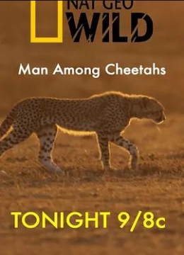 ManAmongCheetahs