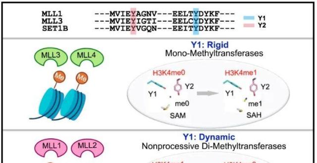 新研究揭示MLL家族蛋白具有不同产物特异性的分子机制_腾讯新闻