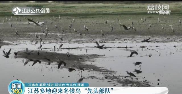 江苏多地迎来越冬候鸟先头部队 鸬鹚比往年早到近一个月现身南京玄武湖_腾讯新闻