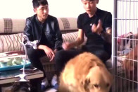 狗狗为了赶走小偷保护主人半夜狂吠,第二天却