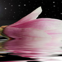 朋友从美国发过来的日全食视频 真壮观!