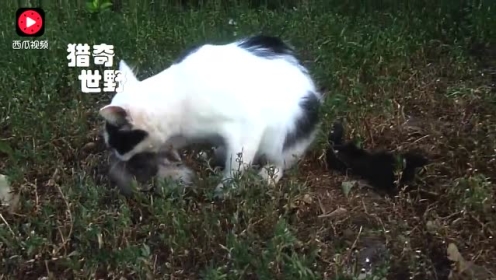 深度洞察视频 最新娱乐资讯八卦 深度洞察微信