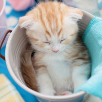 鹿晗歌曲《致爱 Your Song》感恩粉丝每一天的