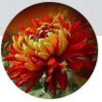 张彬彬回答记者提问对迪丽热巴第一次意向如何