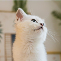 花花与三猫的个人频道