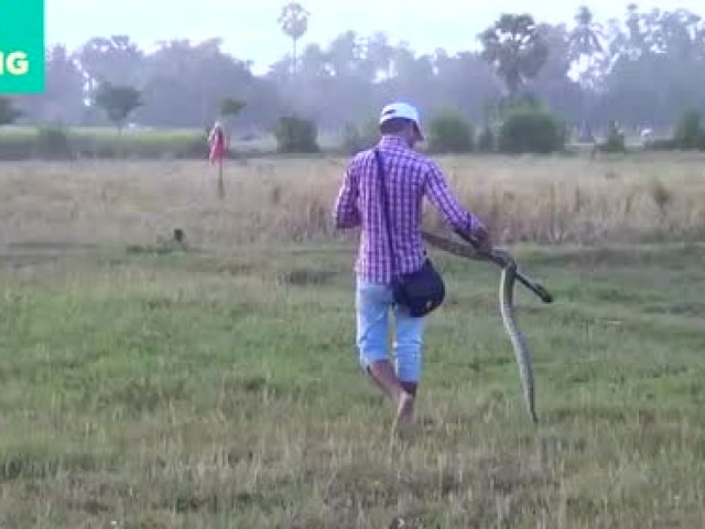 捕捉大蛇在孔雀蛇捕手在柬埔寨
