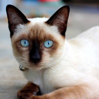 两老外看星爷的少林足球,全场无尿点,笑到不行