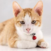 东北小情侣上节目吵架,吵架也太有意思了?涂磊