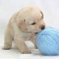 同为龙鱼,金龙鱼和银龙鱼的价格为什么差别这