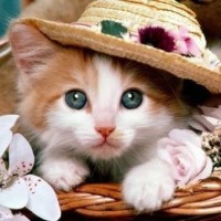 王者荣耀系列动画,王者?别闹!看完笑哭了