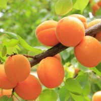 梅子金黄杏子肥的个人频道