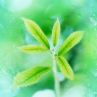 周笔畅演唱会杨幂要去捧场?网友:这画面太美