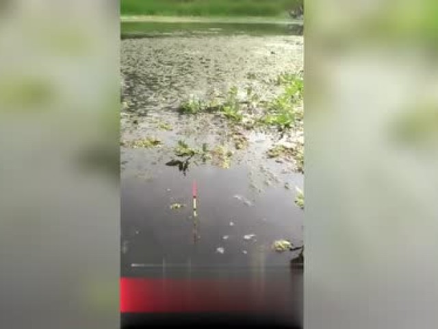 主人在2018年给狗狗剪了一个西瓜头,第一眼就