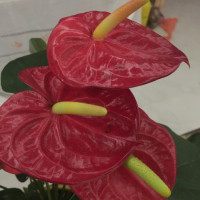 《动物世界》一部国产片居然请到迈克尔.道格