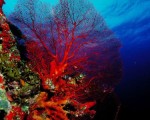 红珊瑚面临灭绝危机:中国人喜收藏 日本增捕捞