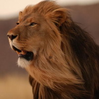 这只黄皮子成精了,假装跳舞来迷惑猎物