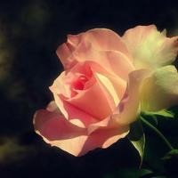 马云这次真火了,老外表白马云,全世界最喜欢的