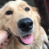 金毛妞妞麻麻的个人频道