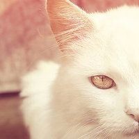 儿歌点点-经典儿歌《小苹果》 儿童音乐 少儿歌