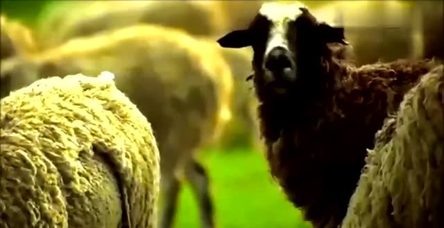 音乐贵妇大提琴演奏《雁南飞》《父亲的草原