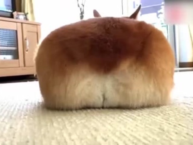 主人实验柯基犬喜欢吃哪种水果,最后拿出到柠