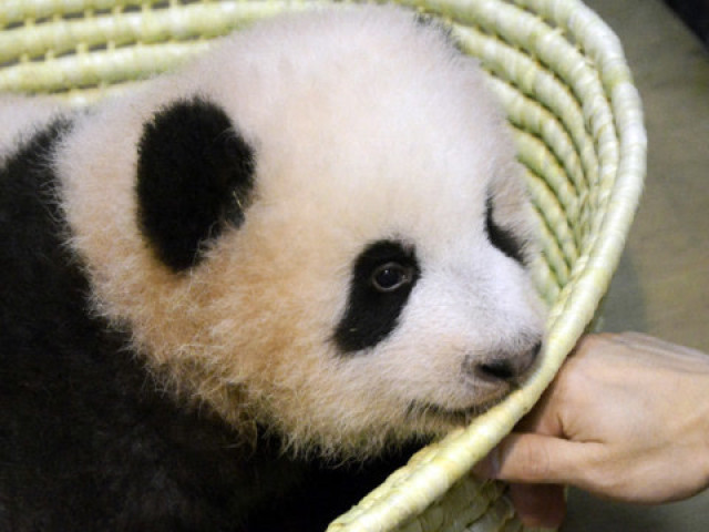 中国大熊猫香香成日本网红 直播网站股价涨停