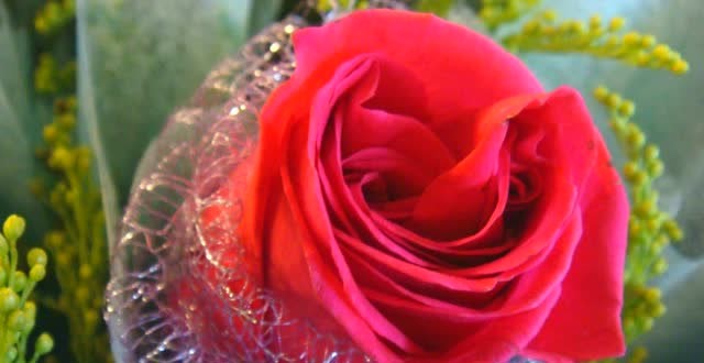 送你一首醉人的歌,祝福你每天开心快乐!