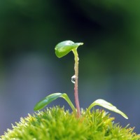 《银魂真人版》不会在高达上吃恶魔果实的银酱