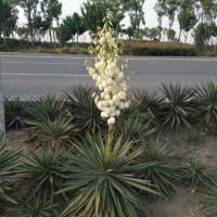 《三生三世十里桃花》幕后花絮:杨幂六分钟哭戏