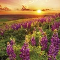 《温柔的谎言》:多次背叛家庭的安然,结局沦落