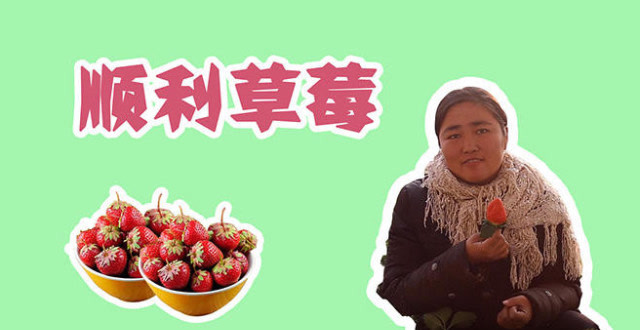 济南冬季游好去处,章丘顺利草莓园拆草莓!