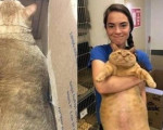 猫咪肥胖达40多斤，被主人强迫减肥
