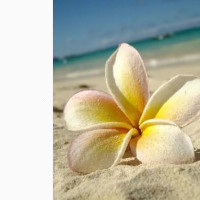 橙子说说历史的个人频道