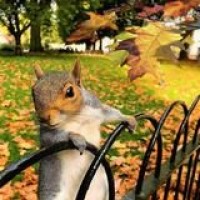 一人飞升仙及鸡犬的个人频道