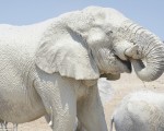 纳米比亚大象防晒有绝招!泥水护身犹如雕像