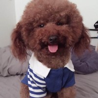 鲨鱼宝宝真是萌翻了,这样的宠物好想来一只!