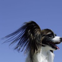 防弹少年团 EXID 歌曲混剪