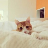 微信小游戏跳一跳,最厉害物理外挂,简便快捷