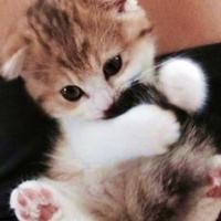 电子琴演奏三生三世十里桃花凉凉演绎不一样故