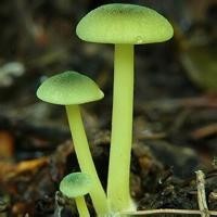 一跳成名!新娘带两个伴娘婚礼现场热舞《sam