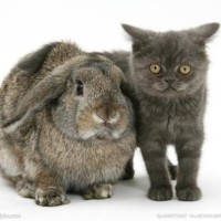 美女特种兵穿越到古代,穿着防弹衣被箭射中居