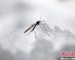四川首次发现冬大蚊:冰雪奇蚊现身成都