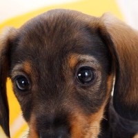 看见主人领回一只小奶狗心机二哈让主人抱抱,