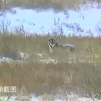 普京所放生老虎在黑龙江被拍到