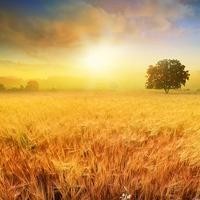 张大仙:你的元歌连招就是跳到孙悟空脸上,让他