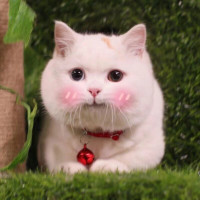 好可爱的一只小金毛,太粘人了!